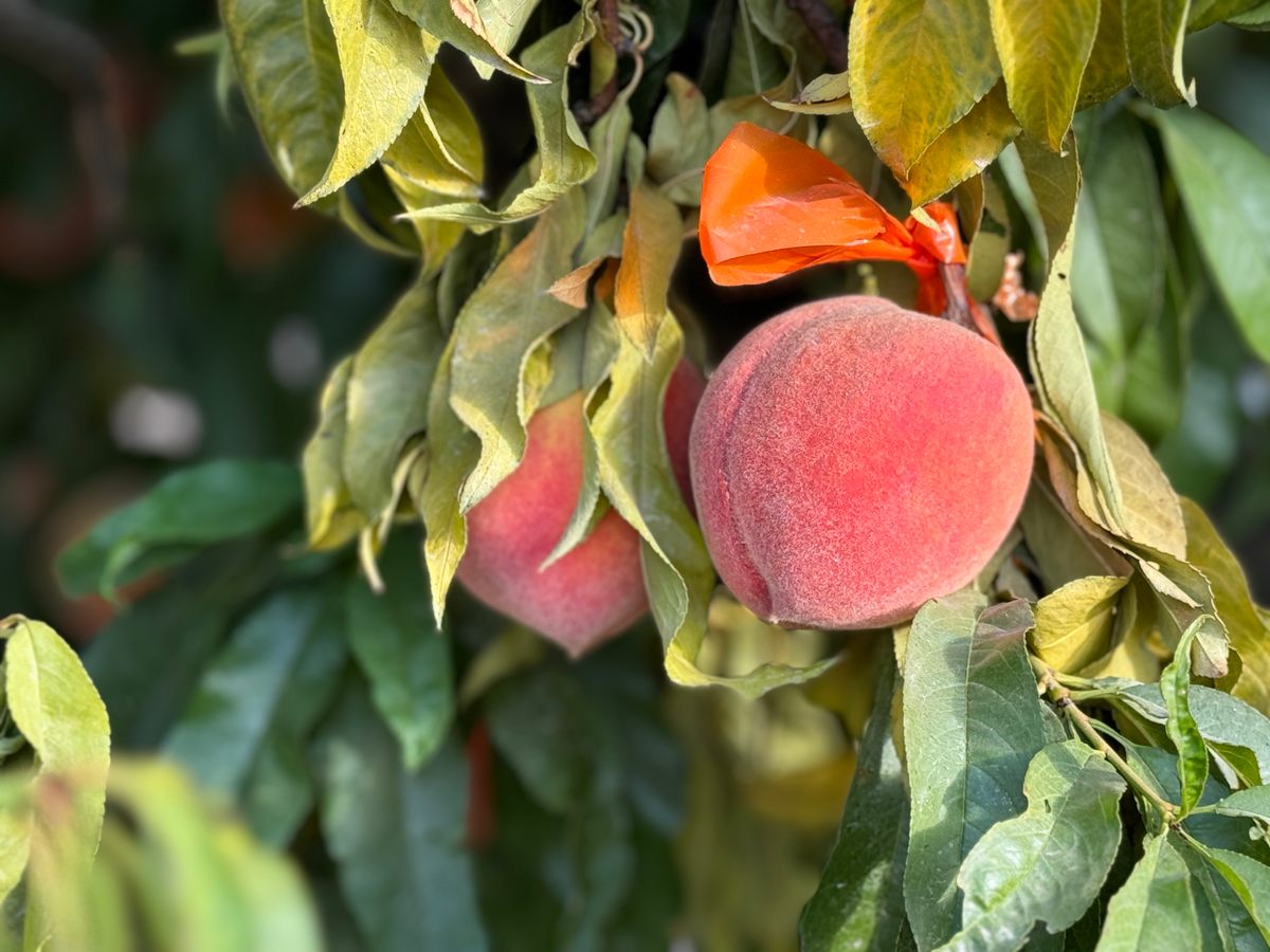 When I tried one, the peach’s interior was tart and sweet with a bit of bitterness from the peel. The flavor was honey on my tongue.