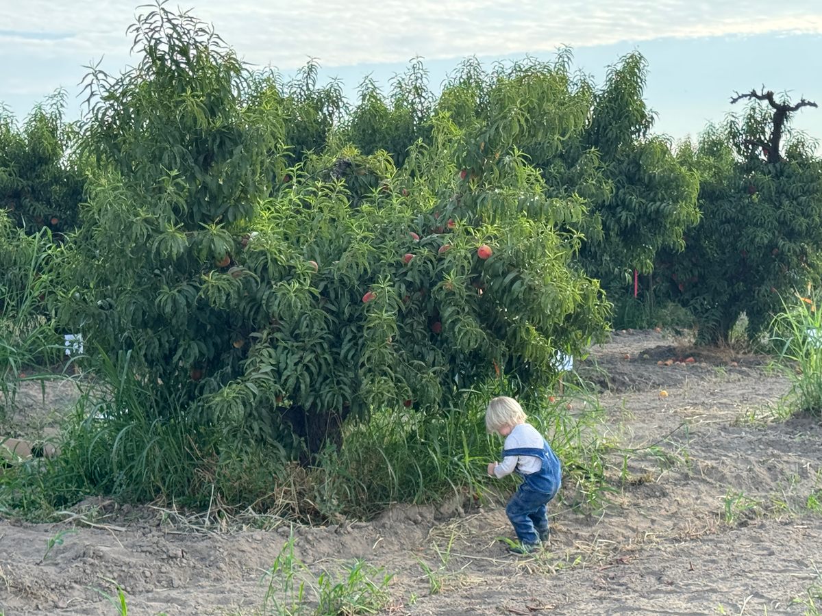 The Adopt-a-Tree program is a family affair: Many teams had toddler-pickers helping out.