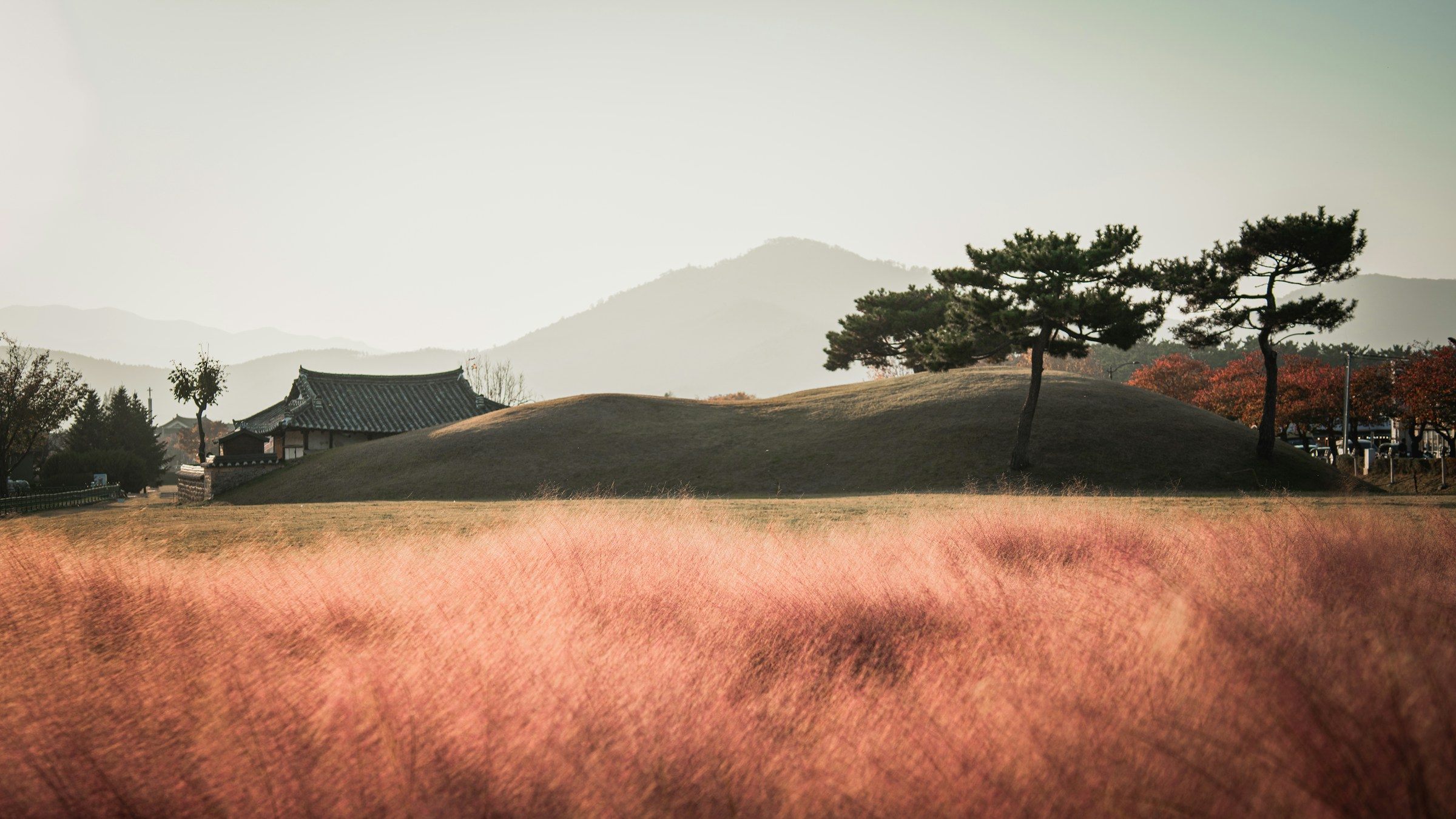 A field of pink muhly grass outside Cheomseongdae Observatory.