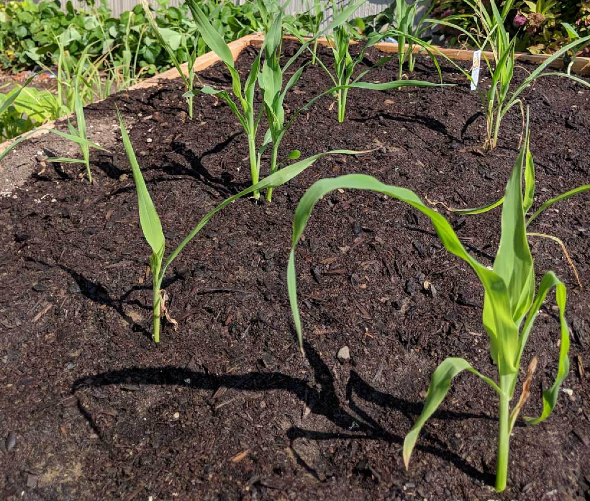 Corn planted on a grid