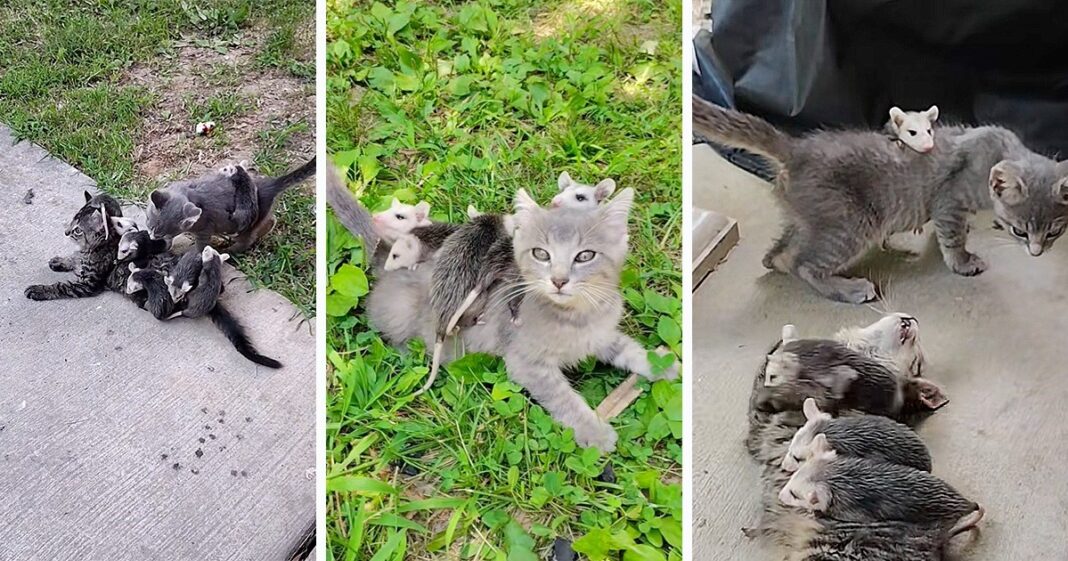 Two-Stray-Kittens-are-Found-as-the-Adopted-Moms-for.jpeg