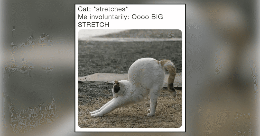 20-Adorable-Memes-of-Cats-Stretching-Their-Way-to-Sweet.png